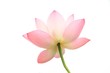 ハスの花