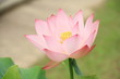 ハスの花