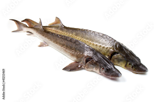 Photo: sturgeon sturgeon