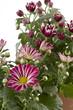 Chrysantheme