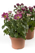 Chrysantheme