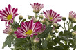 Chrysantheme