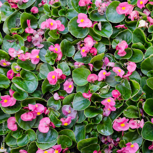 Photo: Pink Begonia plants Pink Begonia plants