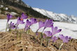 Crocus flowers on the mountain meadow