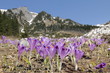 Crocus flowers on the mountain meadow