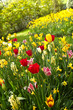 Tulips and daffodils in lots of colors in spring