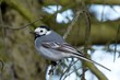 White wagtail sitting on a twig
