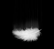white feather