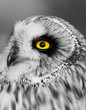 Short-eared Owl