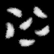 white feathers