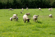 Landscape with group young sheep and lamb Landscape with group young sheep and lamb