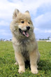 chiot eurasier