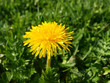 dandelion