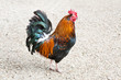 Rooster or Cockerel