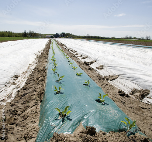 Photo: new crop of vegetable pocking out the plastic cover new crop of vegetable pocking out the plastic cover