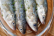 sea fish-fish cooked-sushi-meditterranean fish sea fish-fish cooked-sushi-meditterranean fish