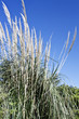 Hierba de Las Pampas