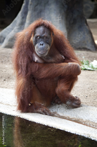 Photo: Lady Orangutan Lady Orangutan