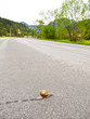 Slug the traveler