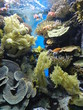 poisson