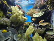 poisson