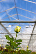 Closeup of a yellow rose inside a greenhouse