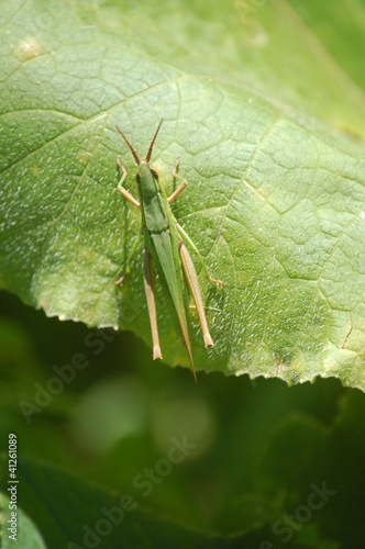 Photo: Grasshopper in Parana, Brazil Grasshopper in Parana, Brazil