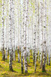 Photo: Spring in birch forest Spring in birch forest
