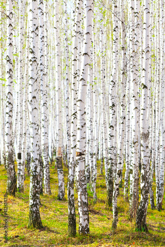 Photo: Spring in birch forest Spring in birch forest