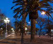 Palm park in evening city