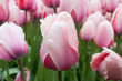 Pink tulips in garden