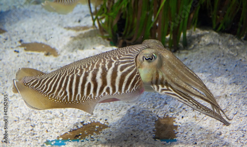 Foto: Cuttlefish Cuttlefish