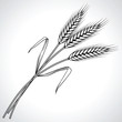 Ripe black wheat ears isolated, vector illustration.