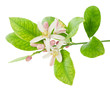 Branch of a lemon tree with flowers