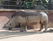 Rhino