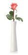 Rose in white vase