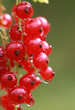 Rote Johannisbeere