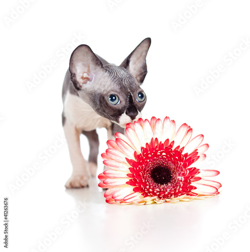 Photo: Canadian sphynx kitten with African daisy flower Canadian sphynx kitten with African daisy flower