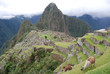 Dos llamas en las ruinas del Machu Picchu