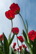 Red tulips
