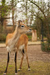 Young deer in zoo