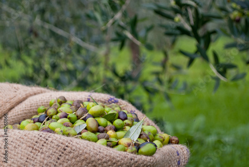 Photo: olio d'oliva olio d'oliva