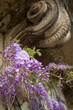 Blauregen Wisteria