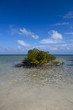 mangrove tree grows on beach at biscayne nation park mangrove tree grows on beach at biscayne nation park