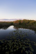 late afternoon in a pond in the Everglade s Sea of Grass late afternoon in a pond in the Everglade s Sea of Grass