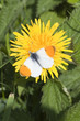 spring butterfly