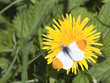 male orange tip butterfly
