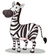 Zebra illustration