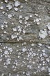 stone texture