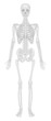 Skeletal system